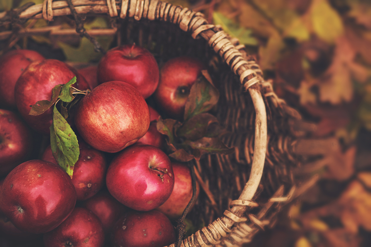 A basket of fresh picked fall red apples.